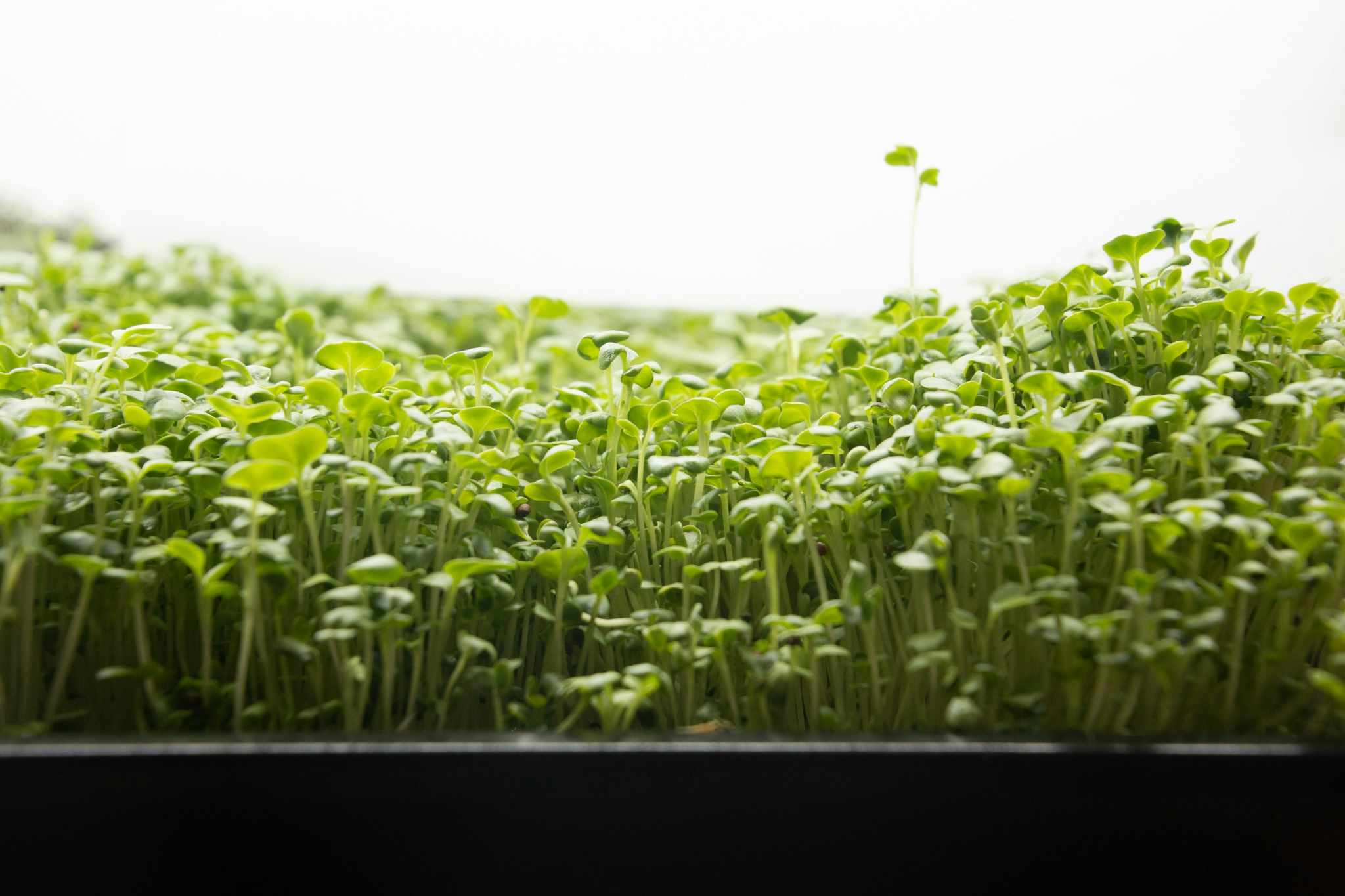 Know And Grow Your Own Microgreens!