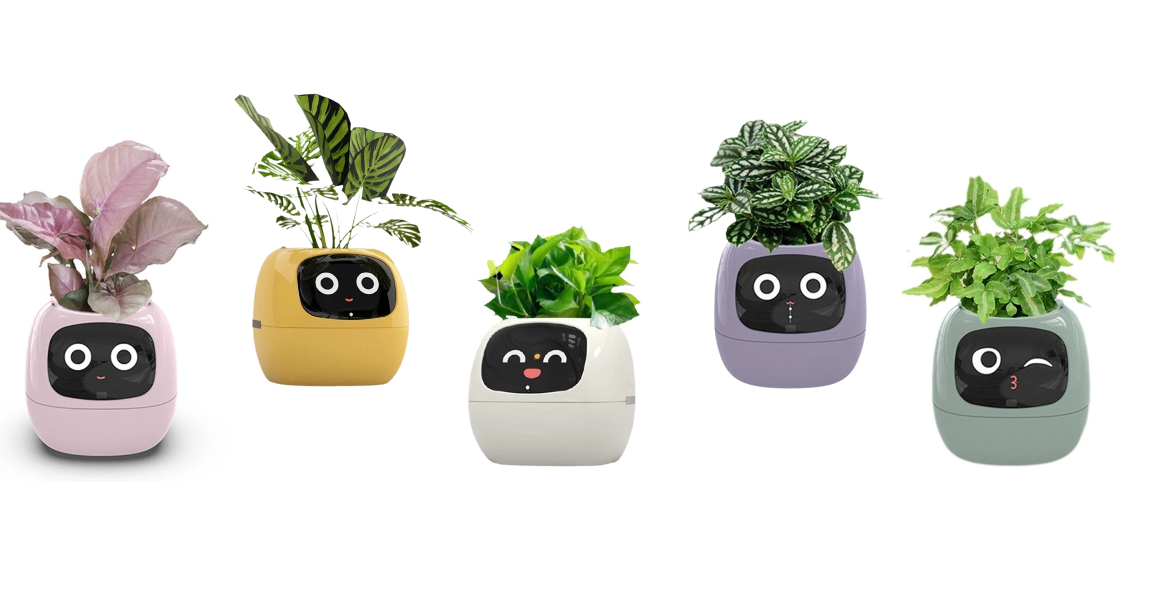 Smart Ivy Planter