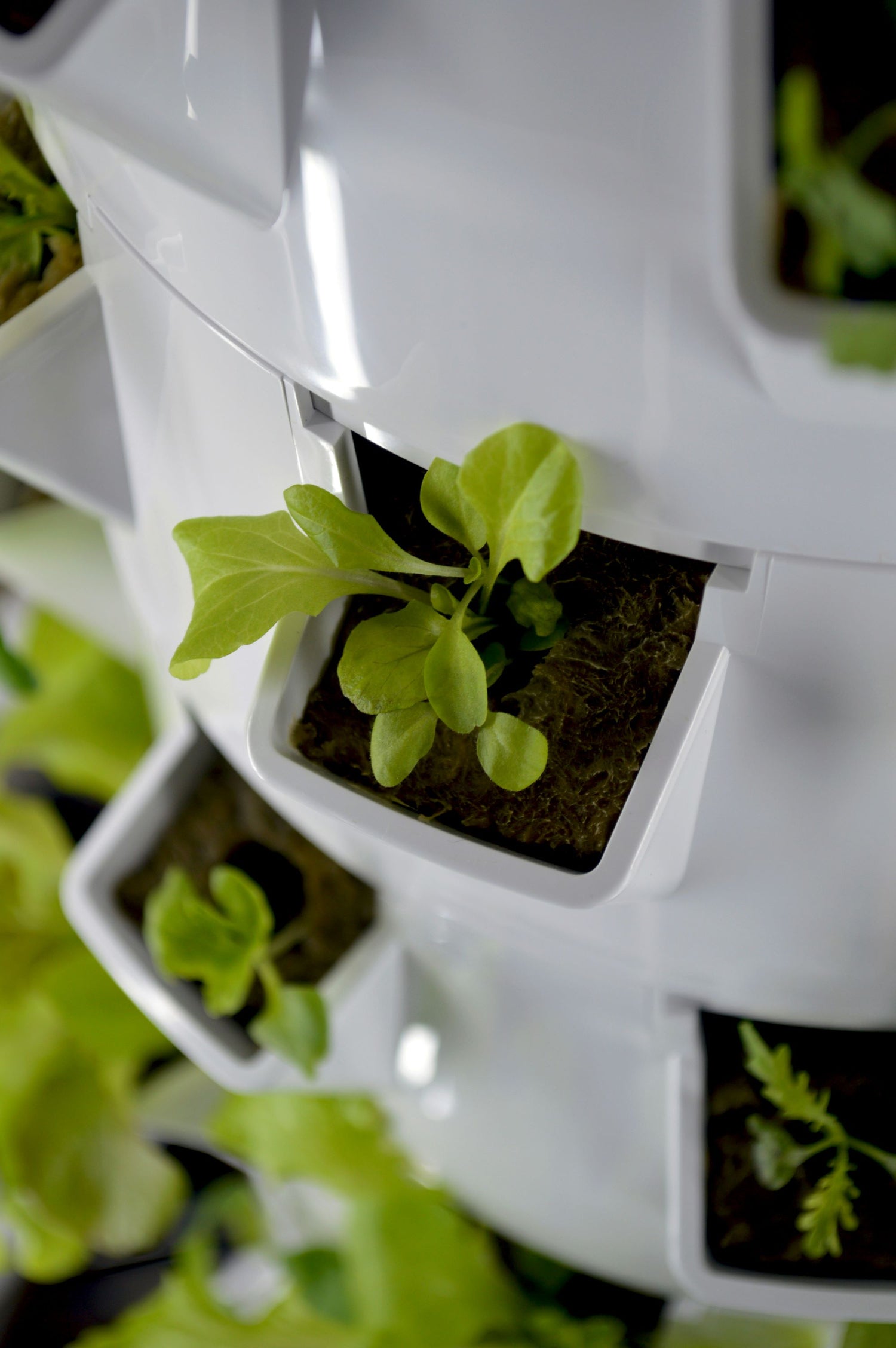 Exploring the Latest Trends in Hydroponic Systems