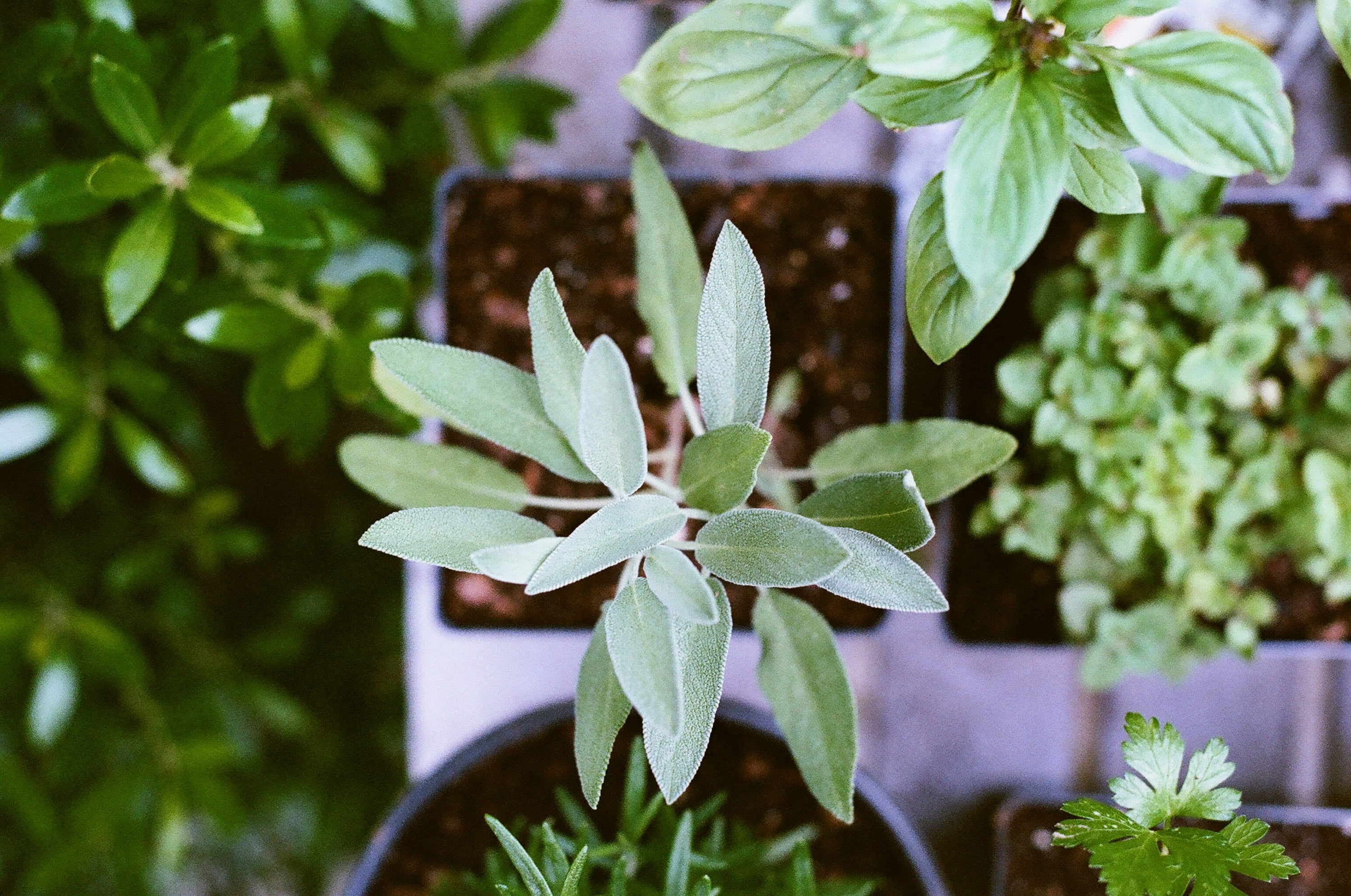 CALLING ALL ASPIRING KITCHEN FARMERS! THIS IS FOR YOU!